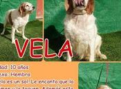 Vela, pierde esperanza