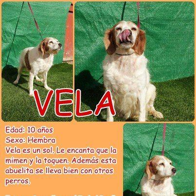 Foto: VELA 10 años, vela, 42 cm.  Vela es un sol. Le encanta que la mimen y la toquen. Además esta abuelita se lleva bien con otros perros.   Para mas información podéis escribir a aspalamancha@yahoo.es o llamar a Veronica 691214245 Esta en Socuellamos (Ciudad Real) pero se envia.
