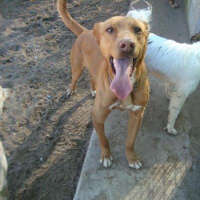 Foto: Nombre: Nano Sexo: Masculino Año: principios del 2010 Tamaño: Grande Esterilizado: Si Raza: mestizo de podenco Caracter: Es muy energético y juguetón, por lo que necesita vivir en un campo o algun sitio donde tenga sitio para correr ya que en un piso es bastante imposible tenerlo, por ser tan activo. Es un trozo de pan que enamora con esos ojitos color miel. Historia: Lo rescatamos con apenas tres meses de edad de una rotonda, estaba en medio de la carretera muy asustado