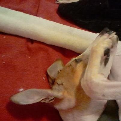 Foto: Le encantan las caricias. De todas las horas que pasa tumbada, está casi siempre dormida. Tiene que recuperarse, y lo sabe. Y esa es la mejor forma, comer y dormir. Pero su dosis de mimos, también se la lleva. Aquí se está haciendo la remolona y un poco la payasa.