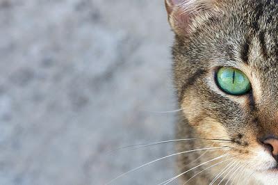 Ojos de gatos