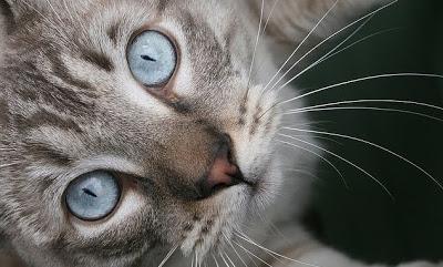 Ojos de gatos