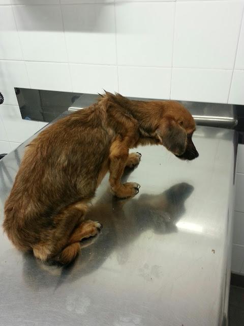 ¿ PEPO QUE TE A PASADO ? ... NECESITAMOS AYUDA!!