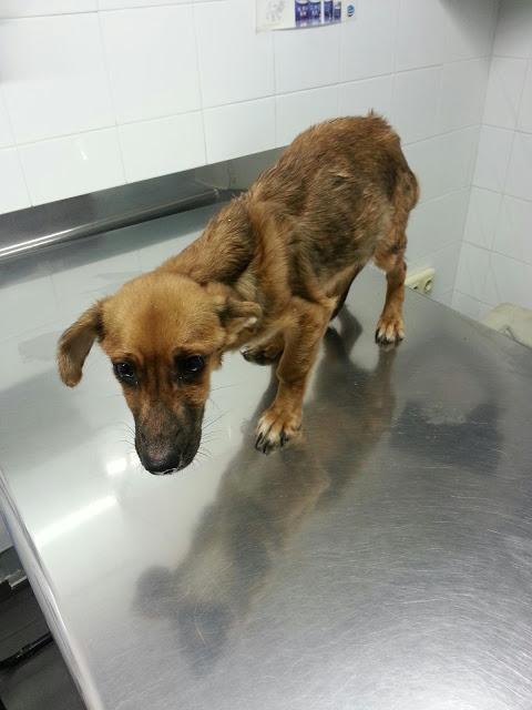 ¿ PEPO QUE TE A PASADO ? ... NECESITAMOS AYUDA!!