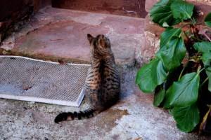 La felicidad de los gatos (Montseny, desembre 2012) ¿QUÉ ES LA FELICIDAD?