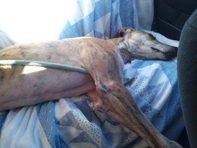 URGENTE, GALGO RESCATADO DE LA CALLE. (SEVILLA)