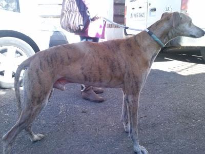 URGENTE, GALGO RESCATADO DE LA CALLE. (SEVILLA)