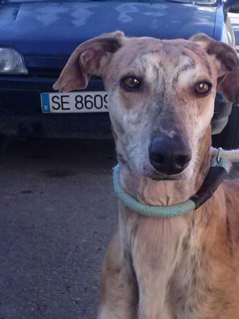 URGENTE, GALGO RESCATADO DE LA CALLE. (SEVILLA)