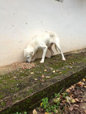Perrita en los huesos y con las orejas cortadas a navaja. (JAEN)