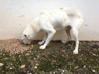 Perrita en los huesos y con las orejas cortadas a navaja. (JAEN)