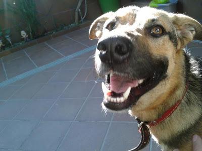 CACHORRO PERDIDO EN JEREZ.