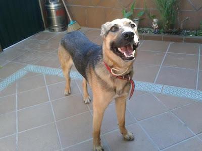 CACHORRO PERDIDO EN JEREZ.