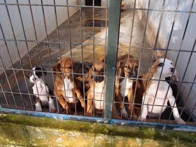 MUY URGENTE, NO HAY TIEMPO¡¡ LOS VAN A SACRIFICAR YA,  ESTAN EN JEREZ. PERRERA GESSER SON 40 PERROS.