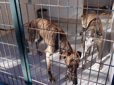 MUY URGENTE, NO HAY TIEMPO¡¡ LOS VAN A SACRIFICAR YA,  ESTAN EN JEREZ. PERRERA GESSER SON 40 PERROS.