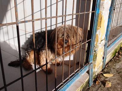 MUY URGENTE, NO HAY TIEMPO¡¡ LOS VAN A SACRIFICAR YA,  ESTAN EN JEREZ. PERRERA GESSER SON 40 PERROS.