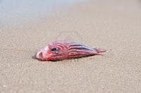 Retazo 3: De la acción social al saber pasivo