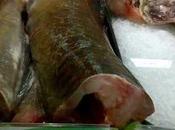 explicación vídeo 'pez zombie'