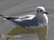 Gaviota bonaparte lamiako