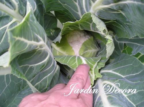 coliflor-empezando-a-hacer-pella