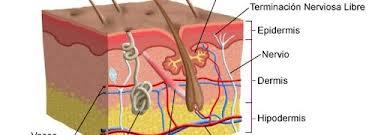 Contra la flacidez, reafirmantes