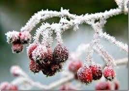 ¿Gripe o resfriado?