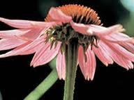 ¿Gripe o resfriado?