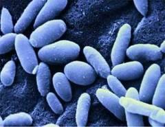 Infección por Candida Albicans