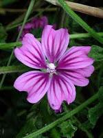 ¿Qué me da para la TOS?