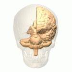 Imágenes cerebrales y análisis de biomarcadores en fluidos de adultos jóvenes en situación de riesgo genético para Enfermedad de Alzheimer autosómica dominante familiar presenilina 1 E280A: estudio de casos y controles.