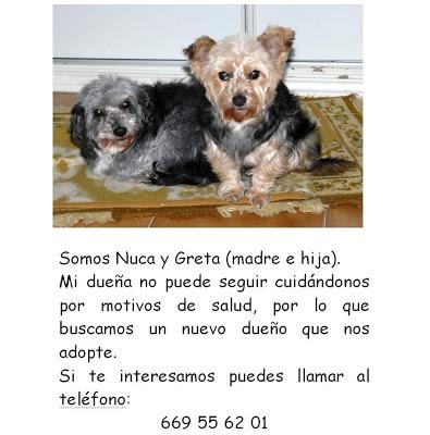 Perritas en adopción, por una grave enfermedad, no pueden atenderlas.