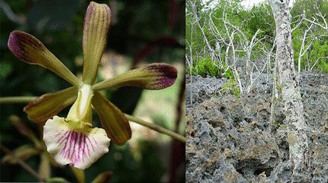 Descubren dos nuevas especies de orquídea en Cuba