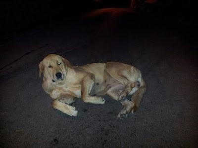 MALTRATADA Y EN LA CALLE!! Esta en un pueblo de Asturias cercano a Oviedo,