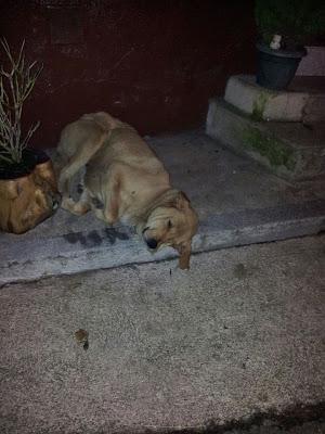 MALTRATADA Y EN LA CALLE!! Esta en un pueblo de Asturias cercano a Oviedo,