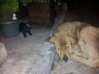 MALTRATADA Y EN LA CALLE!! Esta en un pueblo de Asturias cercano a Oviedo,