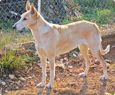 BLANCA, PODENCA DE CASI 12 AÑOS EN LA CALLE.!