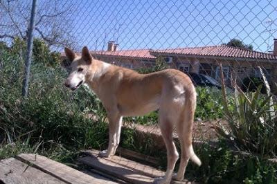 BLANCA, PODENCA DE CASI 12 AÑOS EN LA CALLE.!