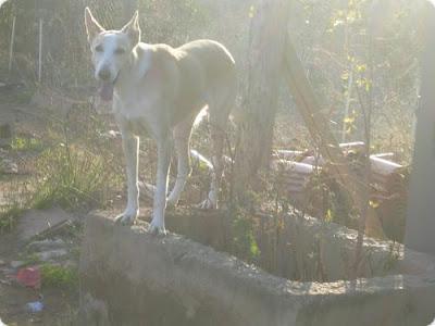 BLANCA, PODENCA DE CASI 12 AÑOS EN LA CALLE.!