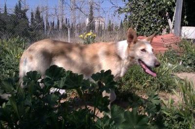 BLANCA, PODENCA DE CASI 12 AÑOS EN LA CALLE.!