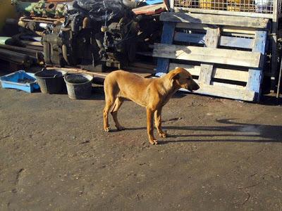 Terrible estado en el que se encuentran estos animales. ACOGIDAS Y ADOPCIONES!! (CADIZ)