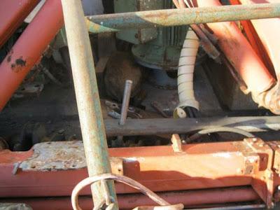 Terrible estado en el que se encuentran estos animales. ACOGIDAS Y ADOPCIONES!! (CADIZ)