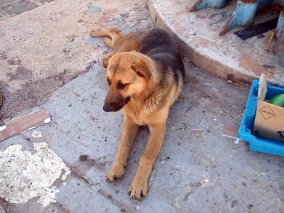 Terrible estado en el que se encuentran estos animales. ACOGIDAS Y ADOPCIONES!! (CADIZ)