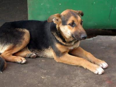 Terrible estado en el que se encuentran estos animales. ACOGIDAS Y ADOPCIONES!! (CADIZ)