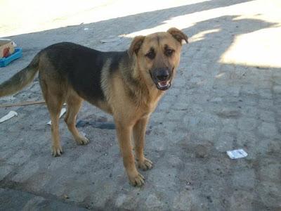 Terrible estado en el que se encuentran estos animales. ACOGIDAS Y ADOPCIONES!! (CADIZ)