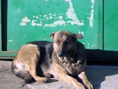 Terrible estado en el que se encuentran estos animales. ACOGIDAS Y ADOPCIONES!! (CADIZ)