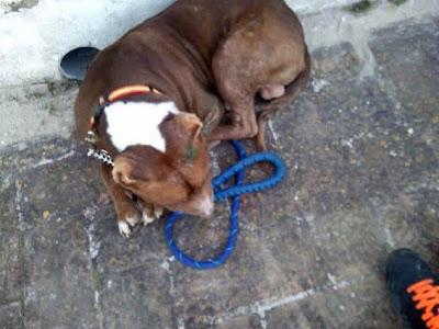 Terrible estado en el que se encuentran estos animales. ACOGIDAS Y ADOPCIONES!! (CADIZ)