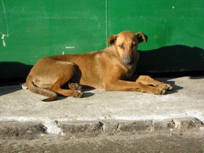 Terrible estado en el que se encuentran estos animales. ACOGIDAS Y ADOPCIONES!! (CADIZ)