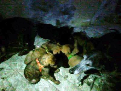 Terrible estado en el que se encuentran estos animales. ACOGIDAS Y ADOPCIONES!! (CADIZ)