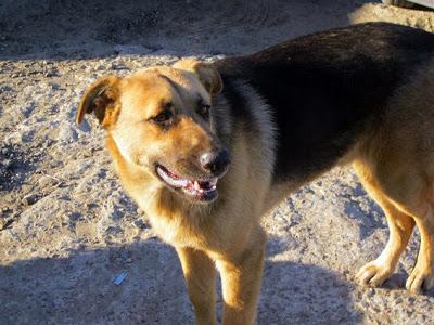 Terrible estado en el que se encuentran estos animales. ACOGIDAS Y ADOPCIONES!! (CADIZ)