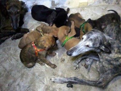 Terrible estado en el que se encuentran estos animales. ACOGIDAS Y ADOPCIONES!! (CADIZ)