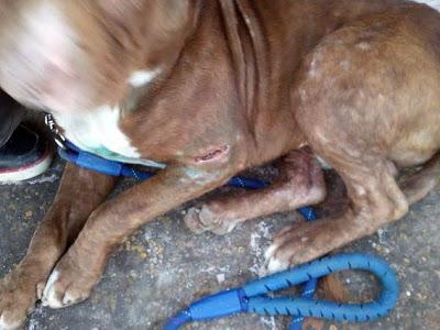 Terrible estado en el que se encuentran estos animales. ACOGIDAS Y ADOPCIONES!! (CADIZ)